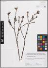 Foto von Salix eleagnos Scop.